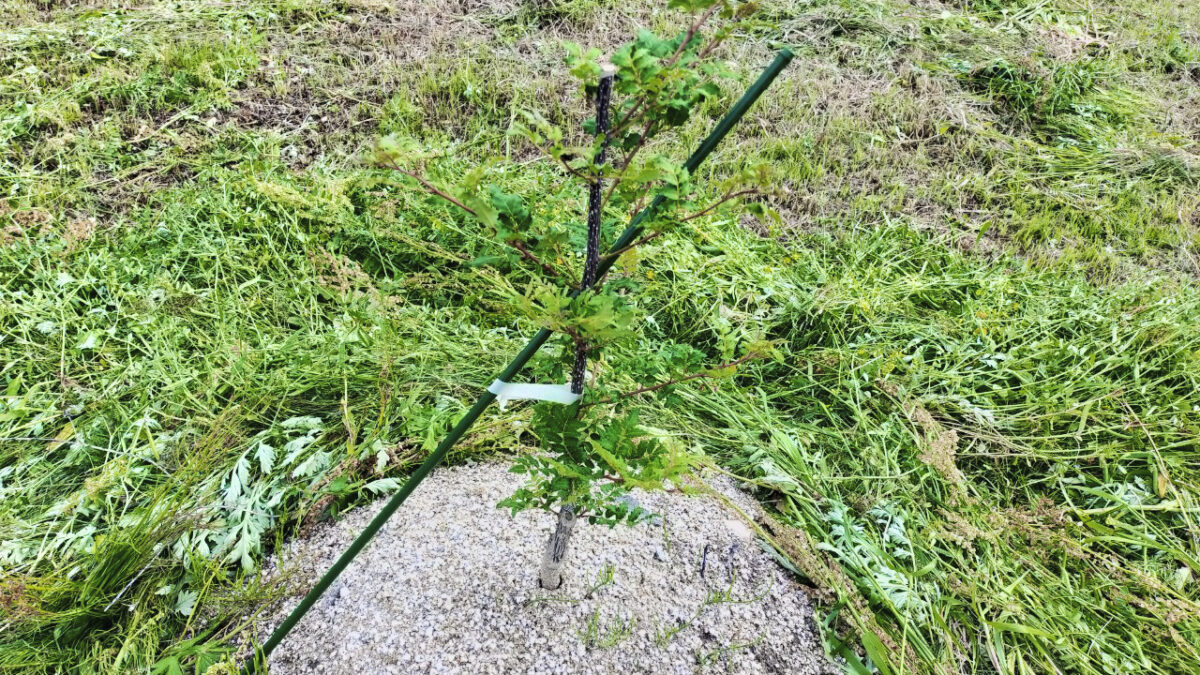 山椒の葉が付き始めました