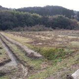 初年度の山椒植栽を行いました