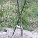 植栽から1か月後の様子