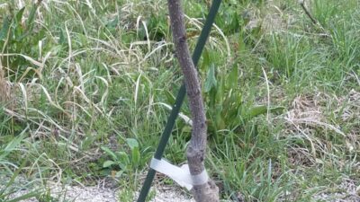 植栽から1か月後の様子