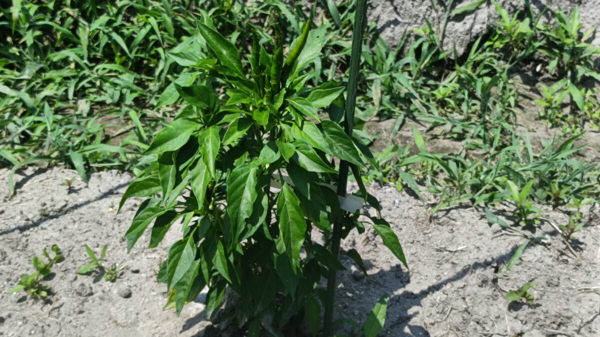唐辛子の植栽