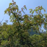 高知収穫体験