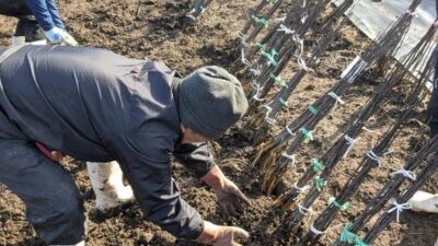 剪定＆植栽準備