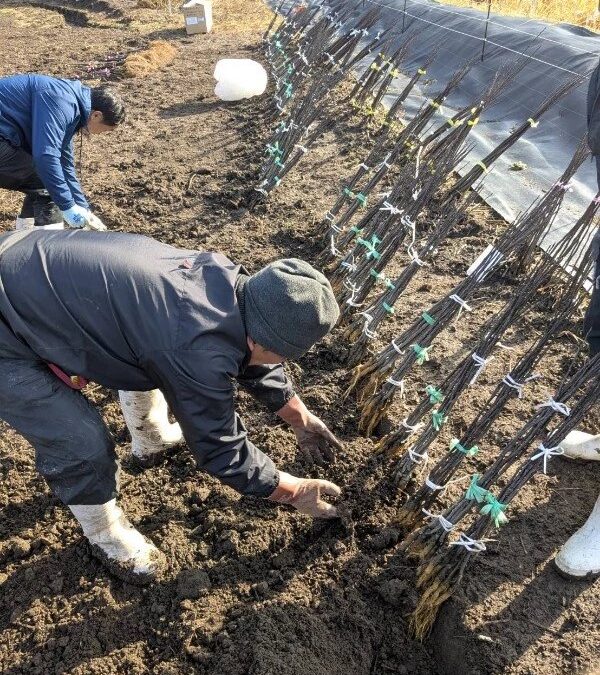 剪定＆植栽準備